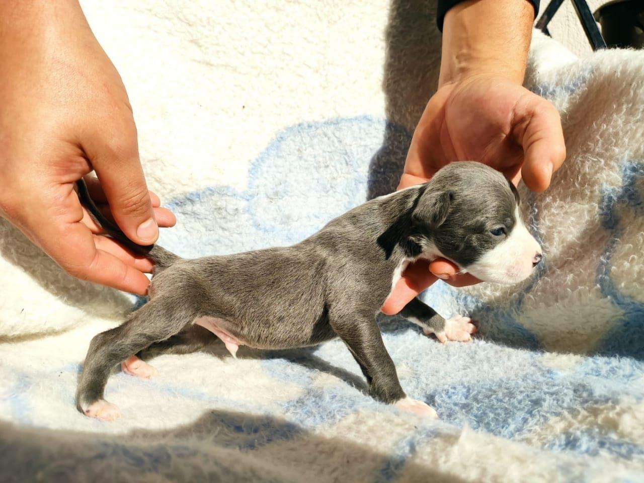 Blue-nose-