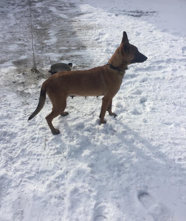 Belgian-malinois