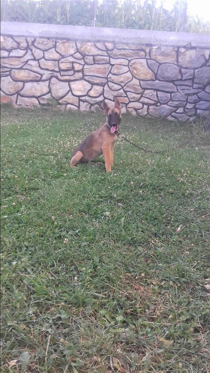 Belg-malinois