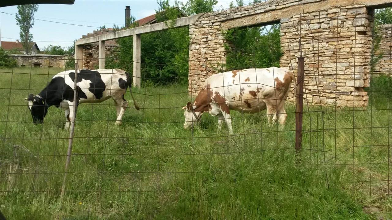 Shes-lopen