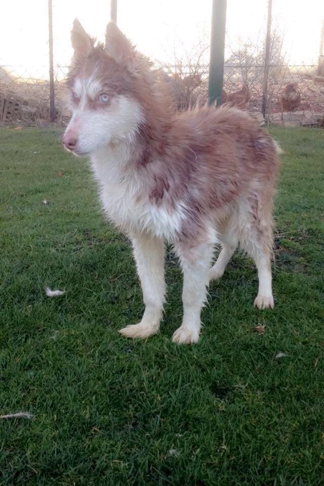 Hasky