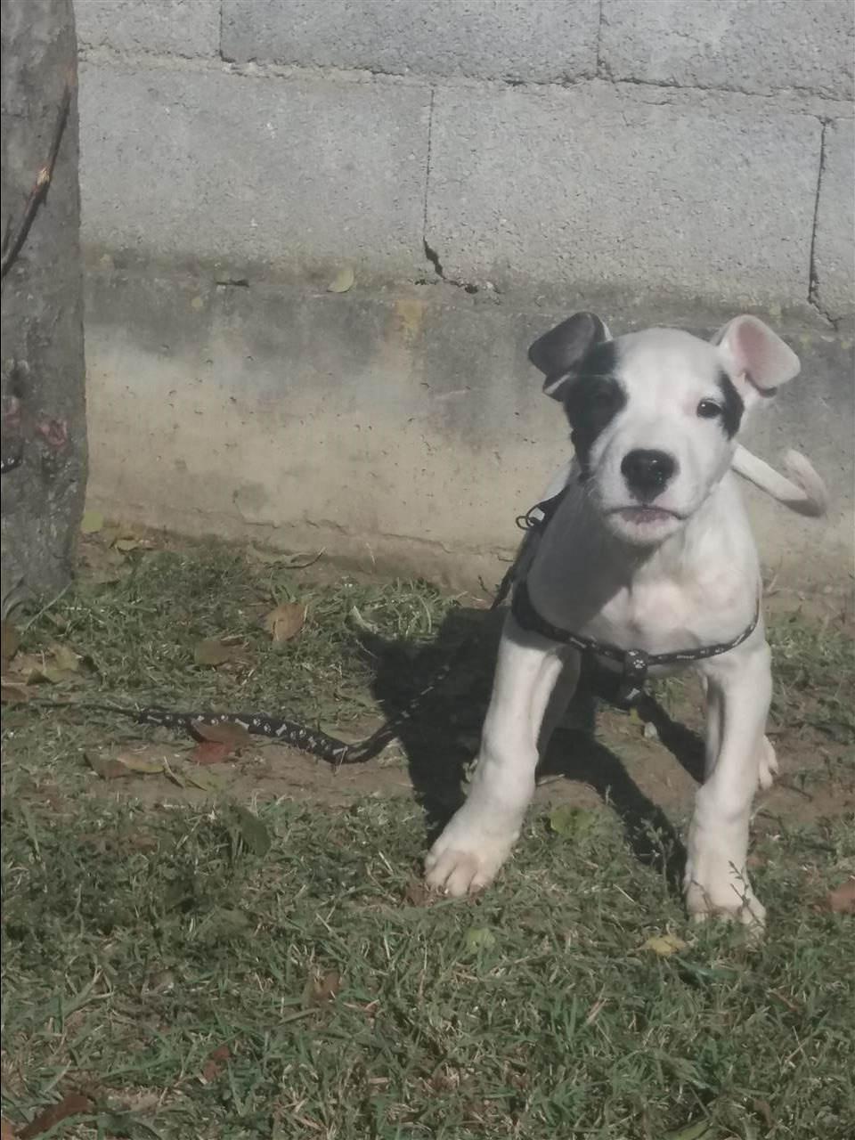 Pitbull