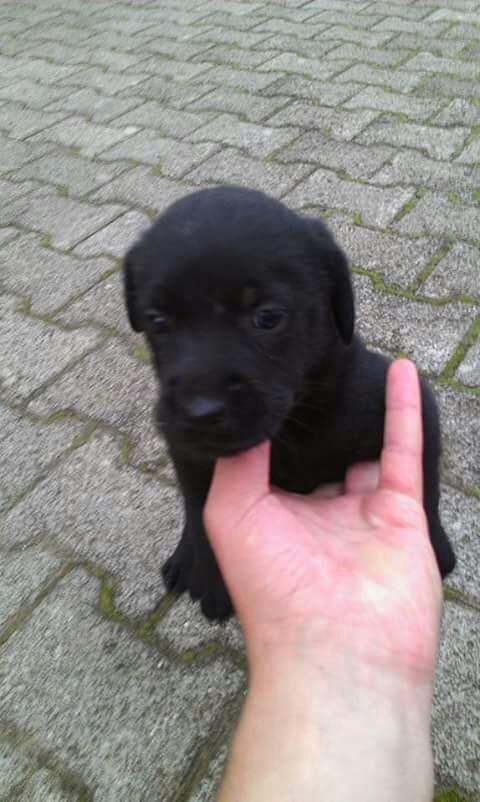 Llabrador-mix