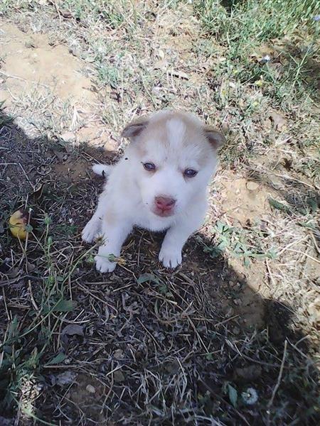 Haski