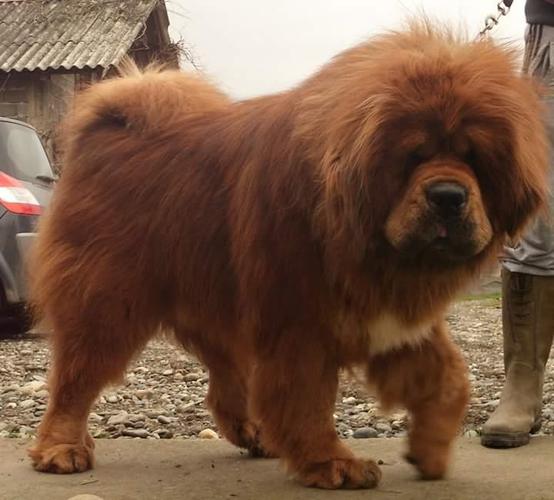 pit bul