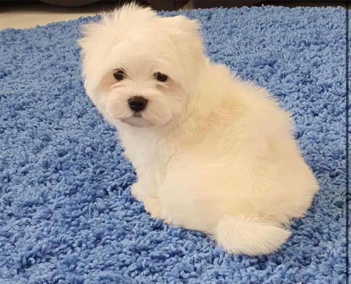 Maltezer
