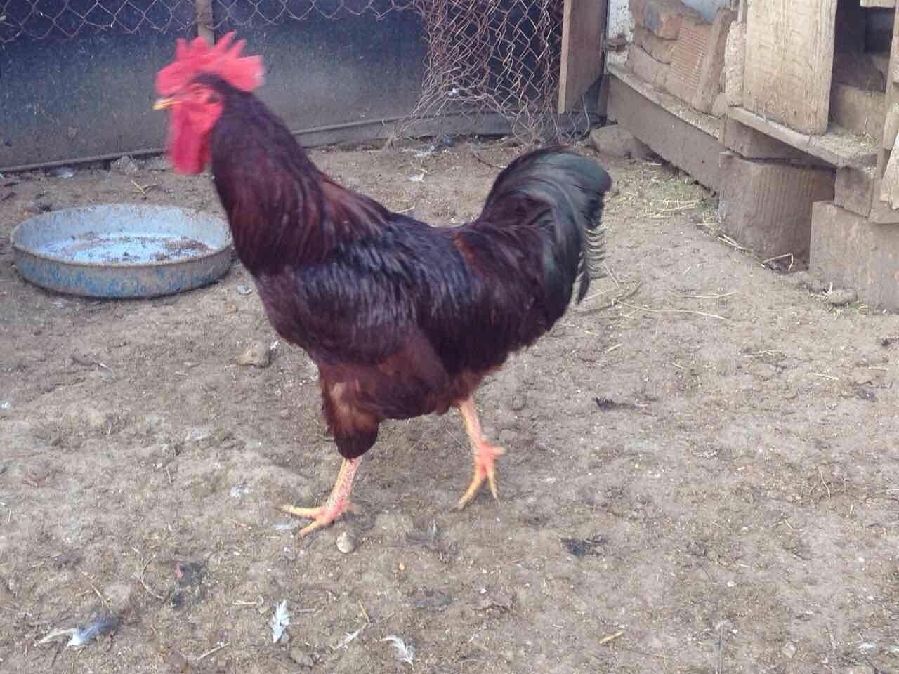 Gjeli