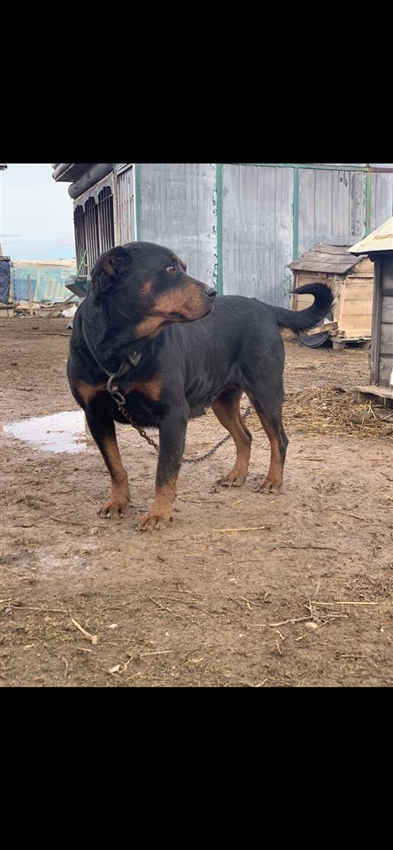 Rottweiler