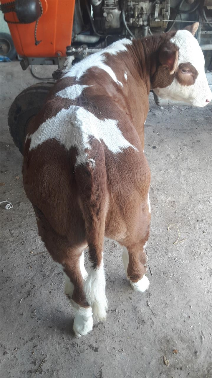 Viqi-