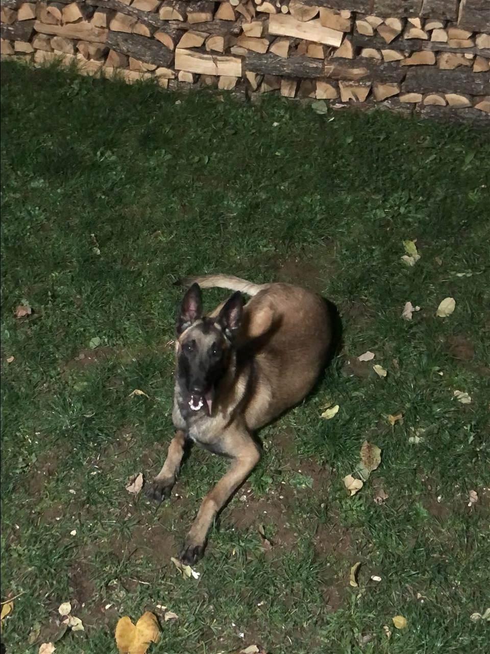 Belg-Malinois-