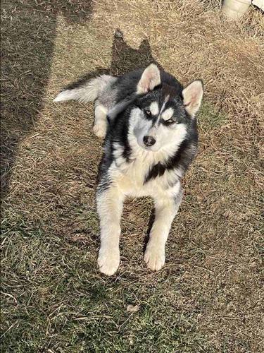 Husky 