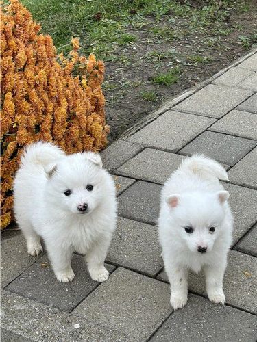 minispitz pomeriam