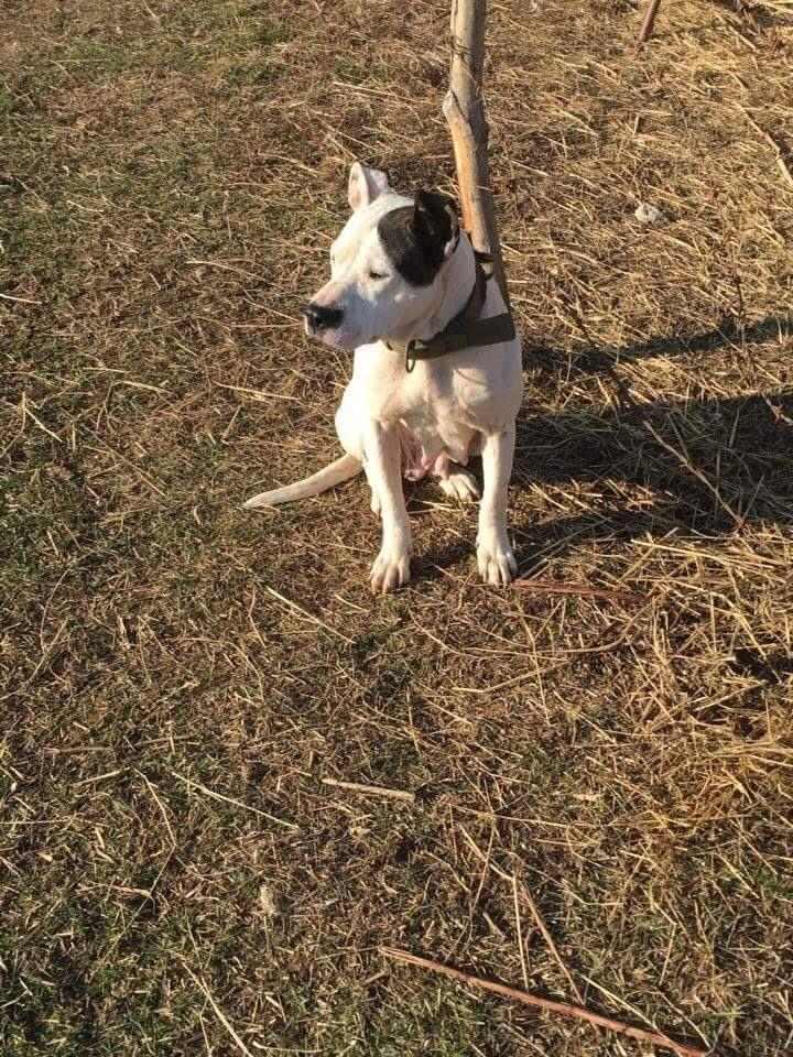 Pit-bull