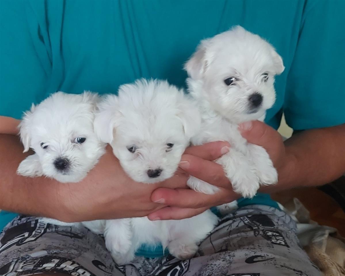 Maltezer-dhe-mini-maltezer
