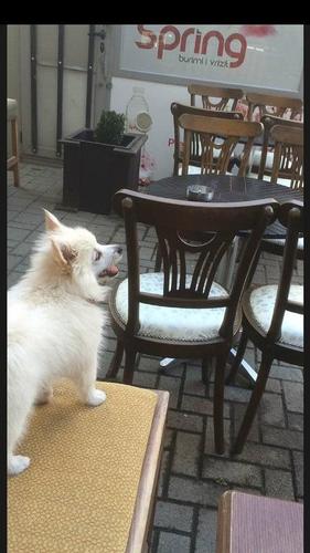 German Spitz