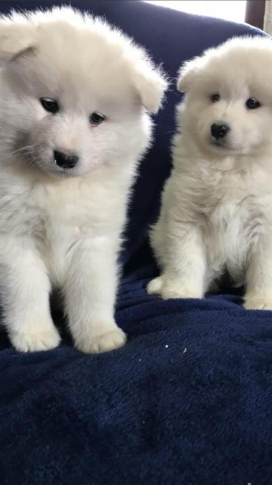 Samoyed-