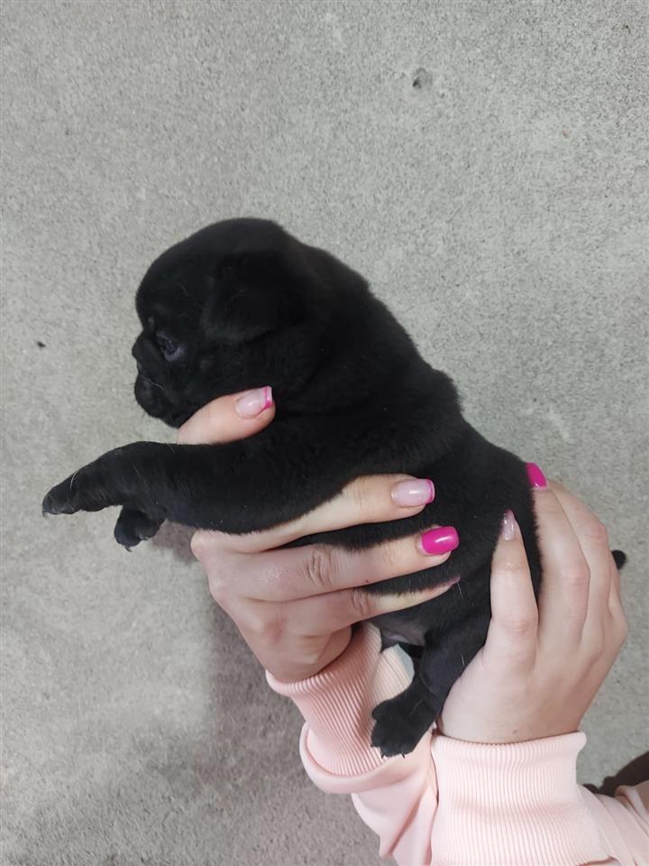 Pugg---mopss