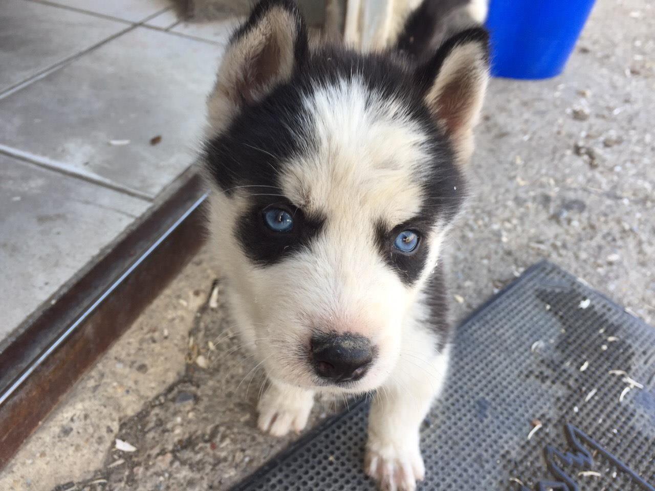 Husky