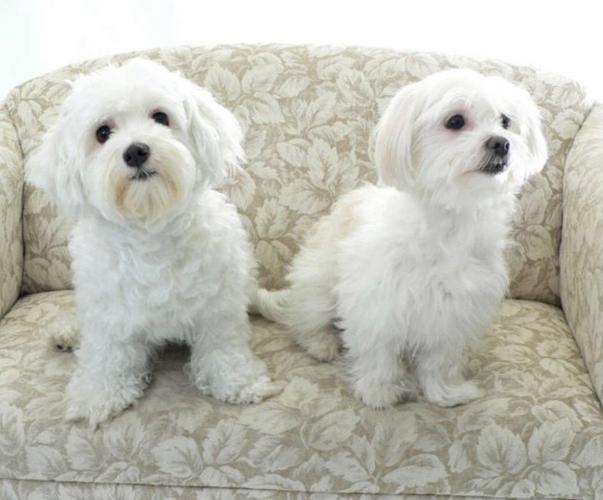 Maltezer