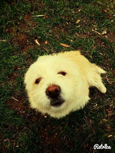 bubi