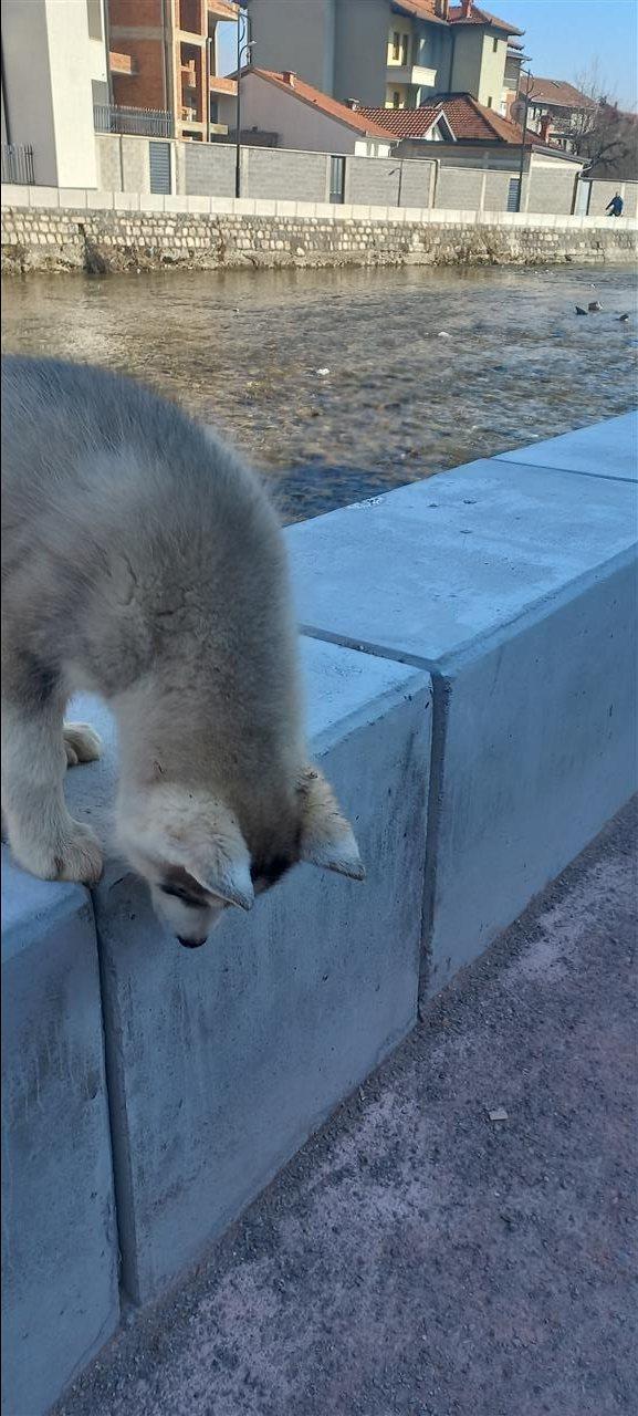 Husky-bluu