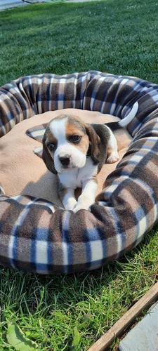 Beagle