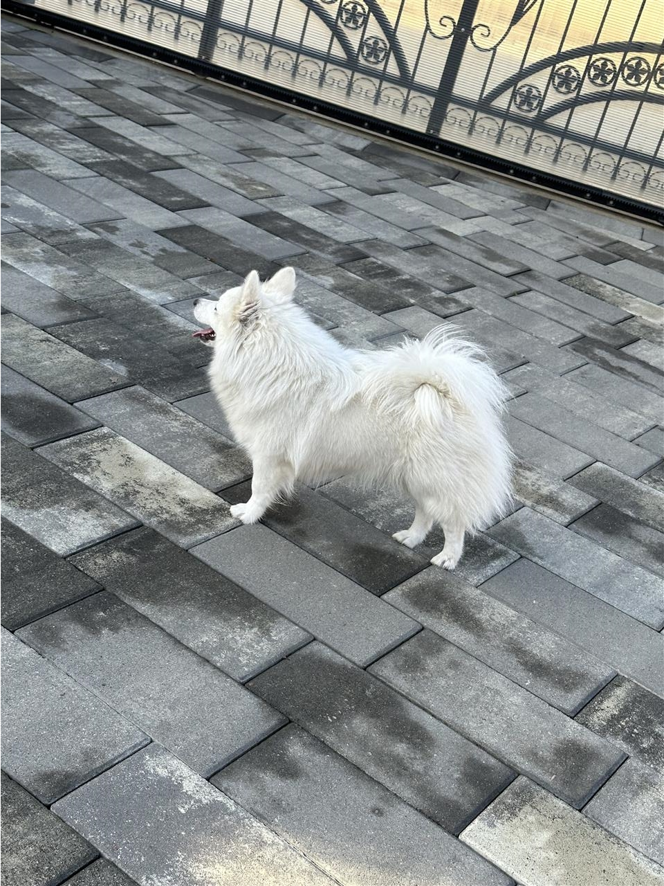 Minispitz