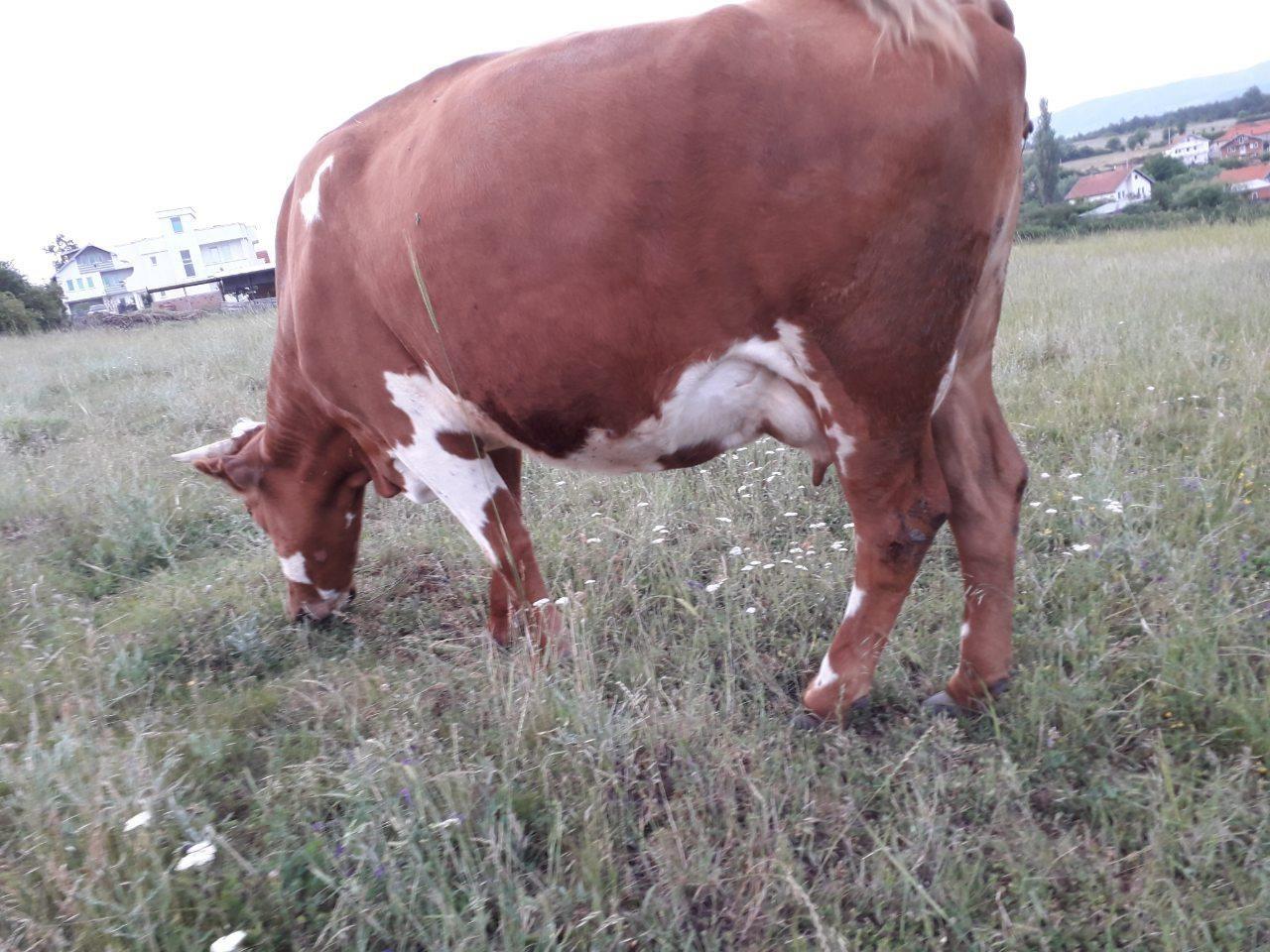 Lop-Barsa-7muj-