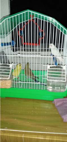 tigrica