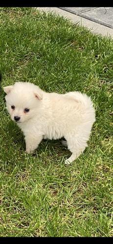 German Spitz