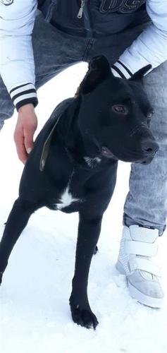 Pitbulli
