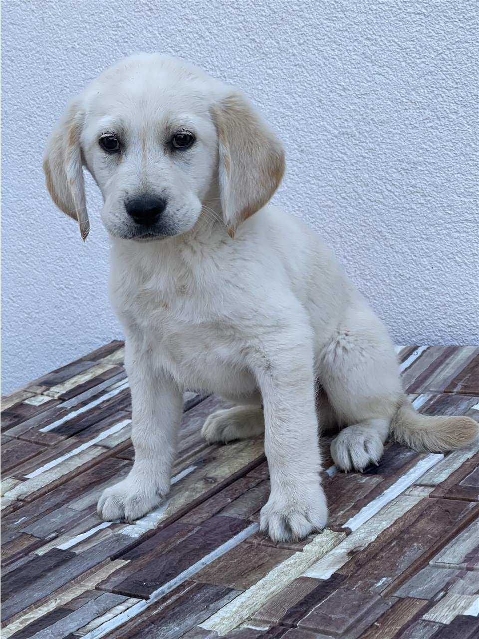 Llabrador