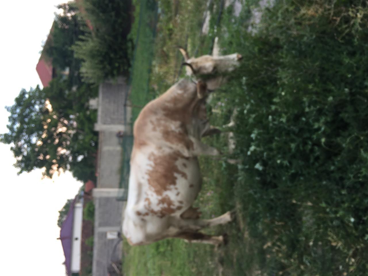 kurban
