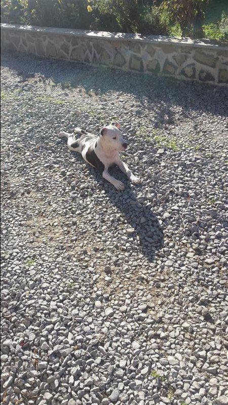 Pitbull