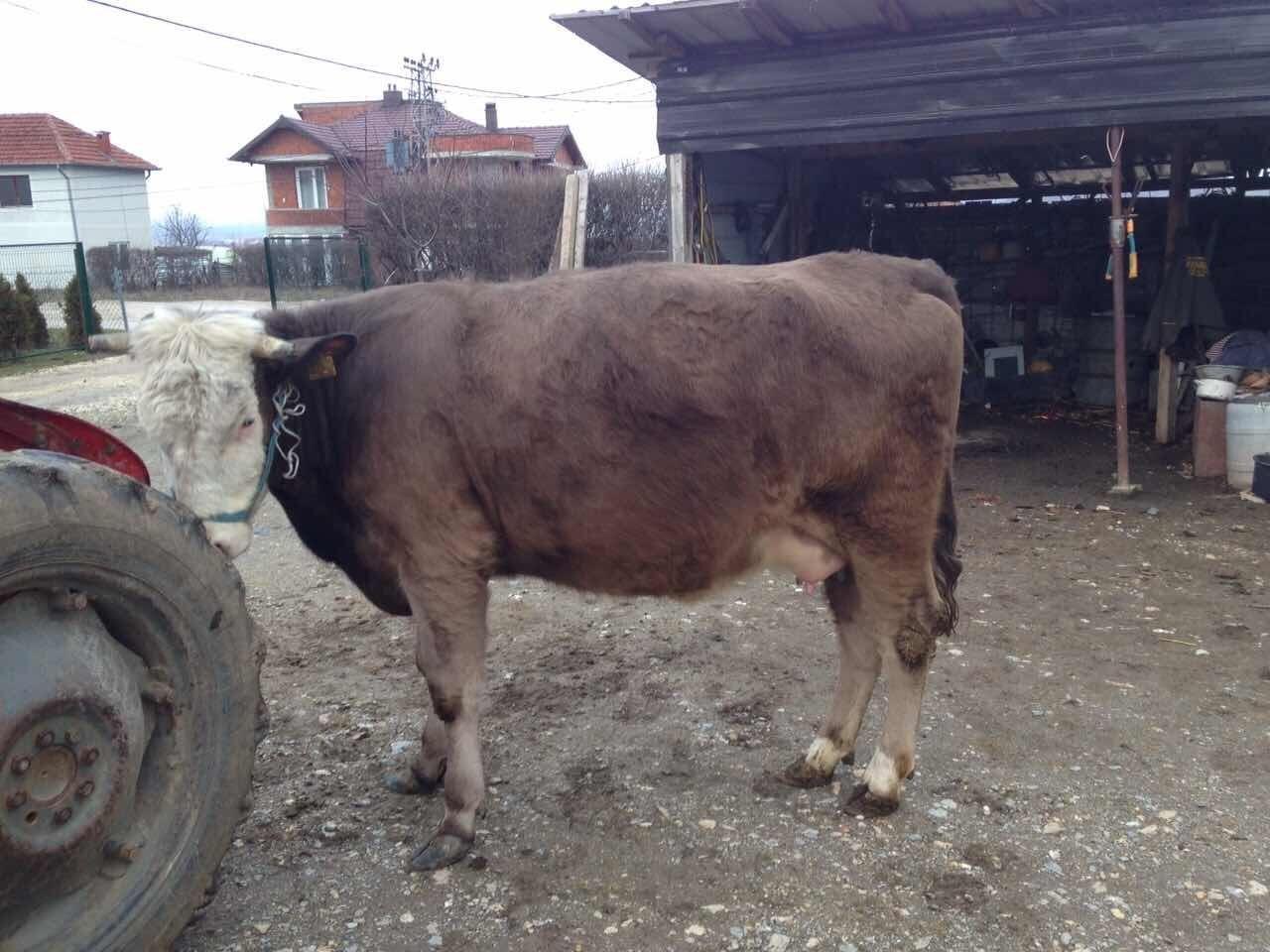 Mshtjerra