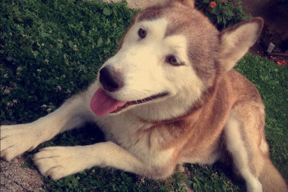 Haski