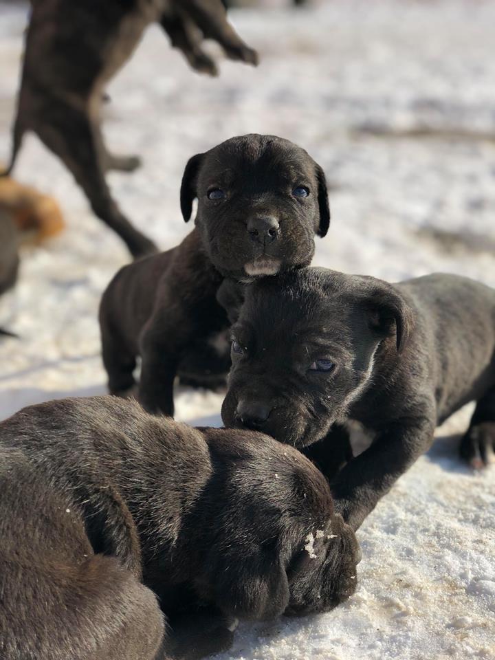 Qen-Cane-Corso
