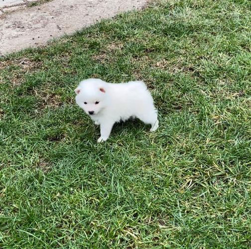 MiniSpitz shpic