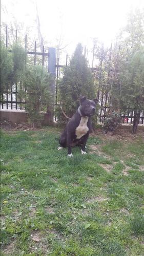 pitbull