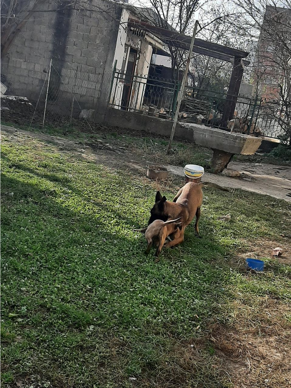 Belgian-malinois