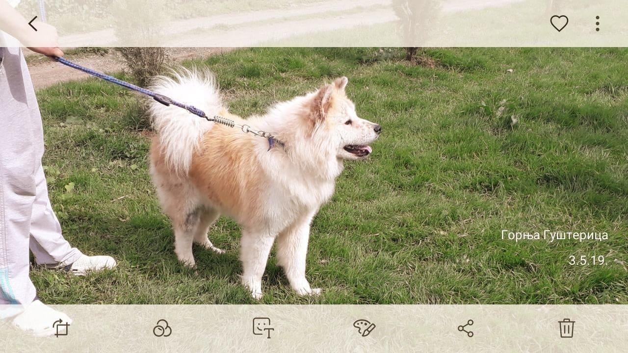 Akita