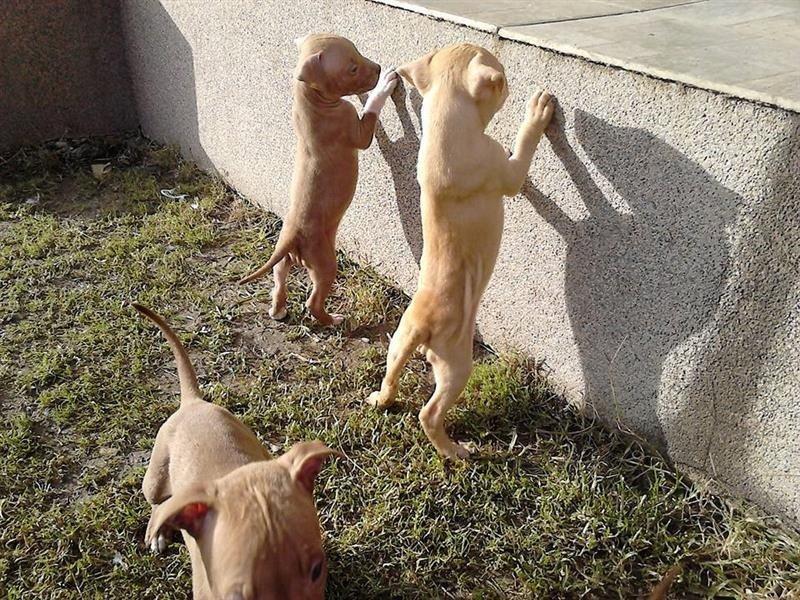 Pitbull-