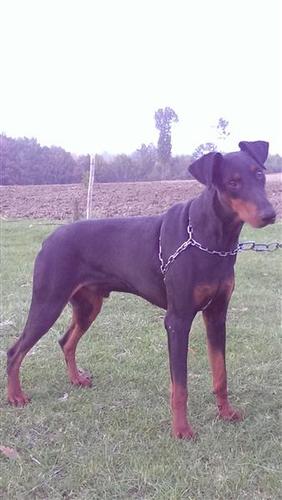 Doberman