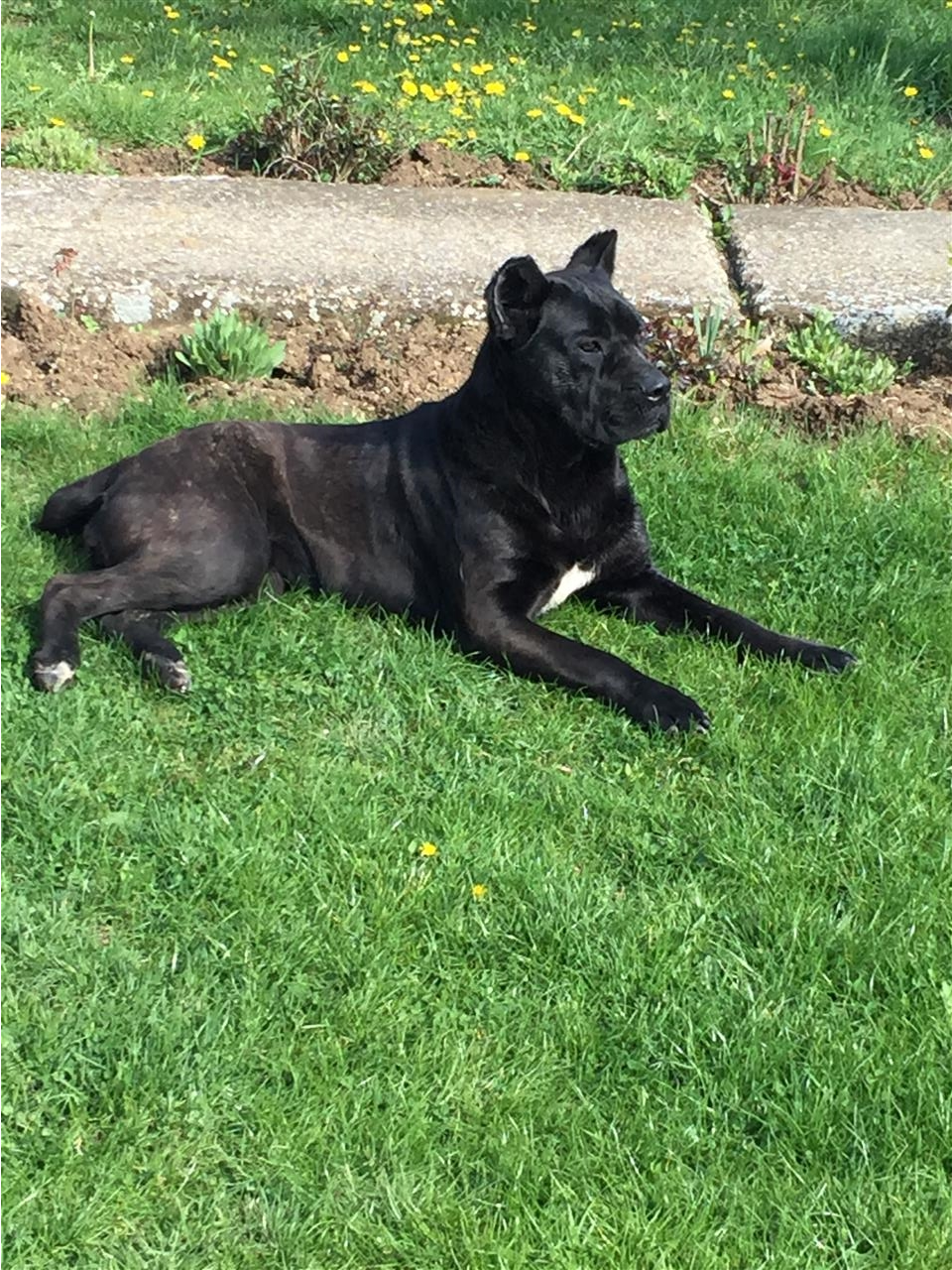 Cane-corso