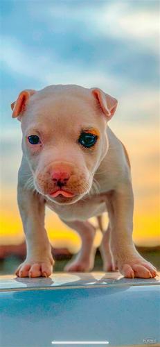 Pitbull
