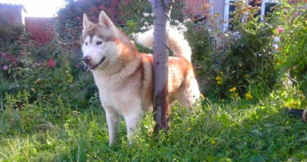 haski