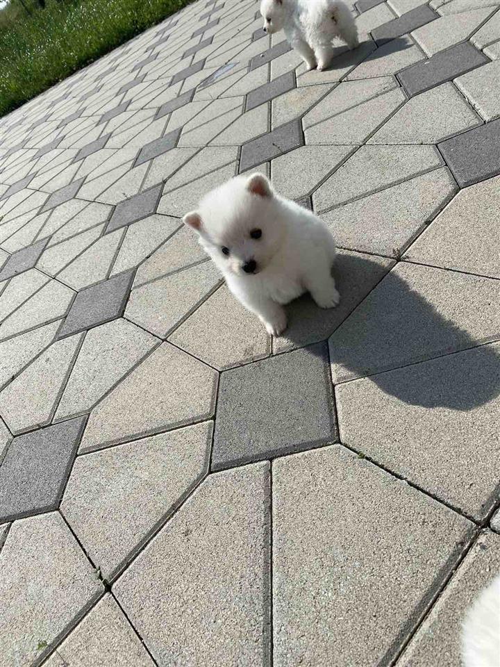 Klysha-German-spitz-orginal