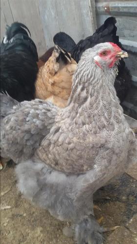 Brahma