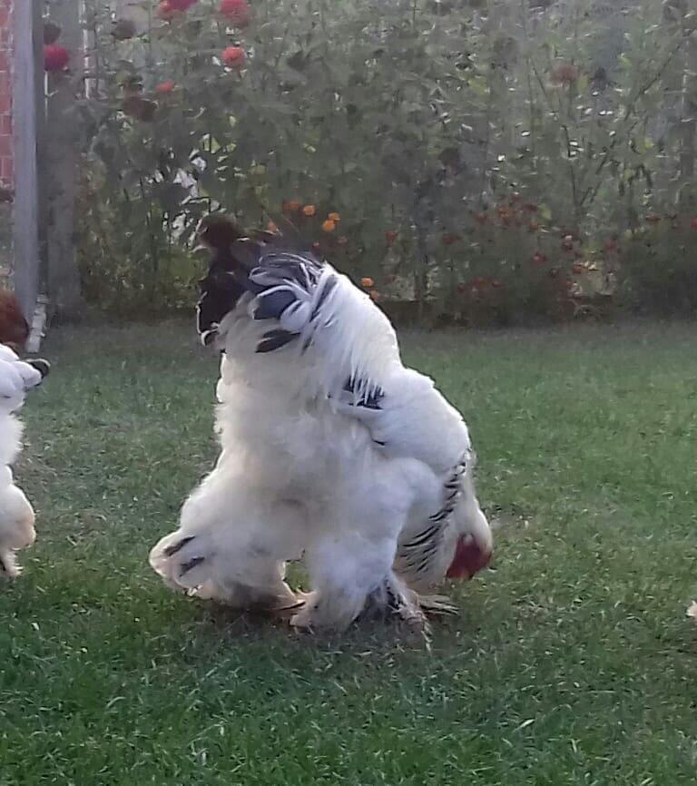 Gjeli-BRAHAMA-