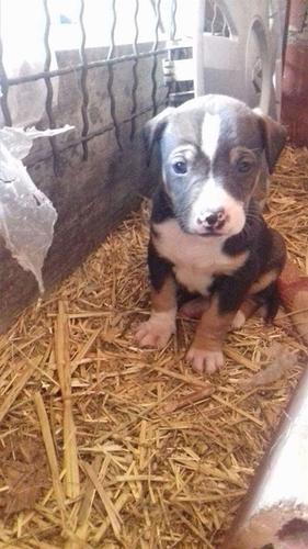 Pitbull